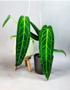 Anthurium warocqueanum