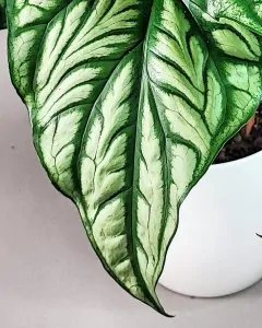 Cercestis Mirabilis XXL