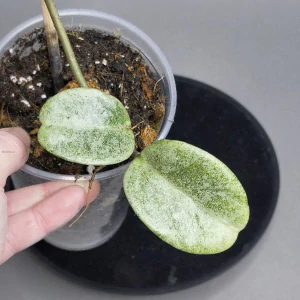 Hoya carnosa Nova Ghost