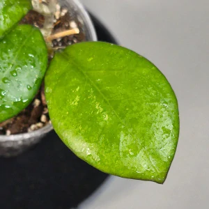 Hoya ‘Nathalie’