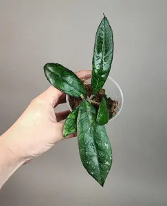 Hoya AH 042
