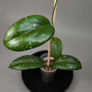 Hoya 'Belladonna'