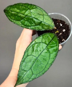 Hoya clemensiorum sumatra
