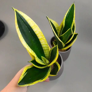 Sansevieria Black Gold