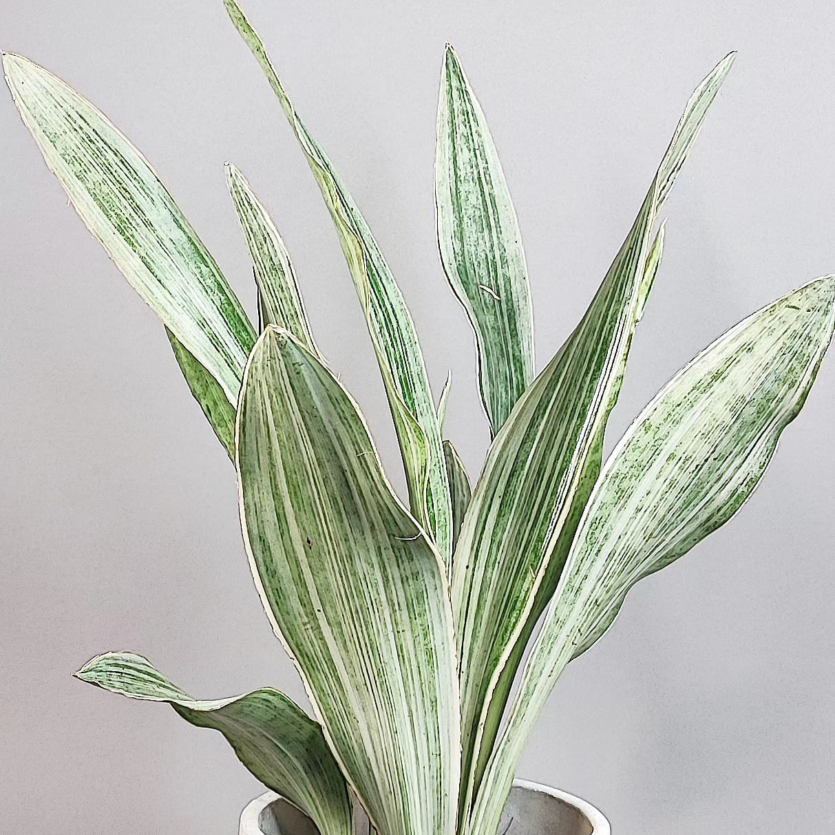 Sansevieria aubrytniana Silver Metallica