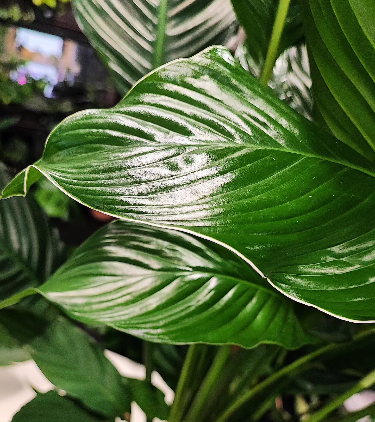 Spathiphyllum Sebastiano XXL