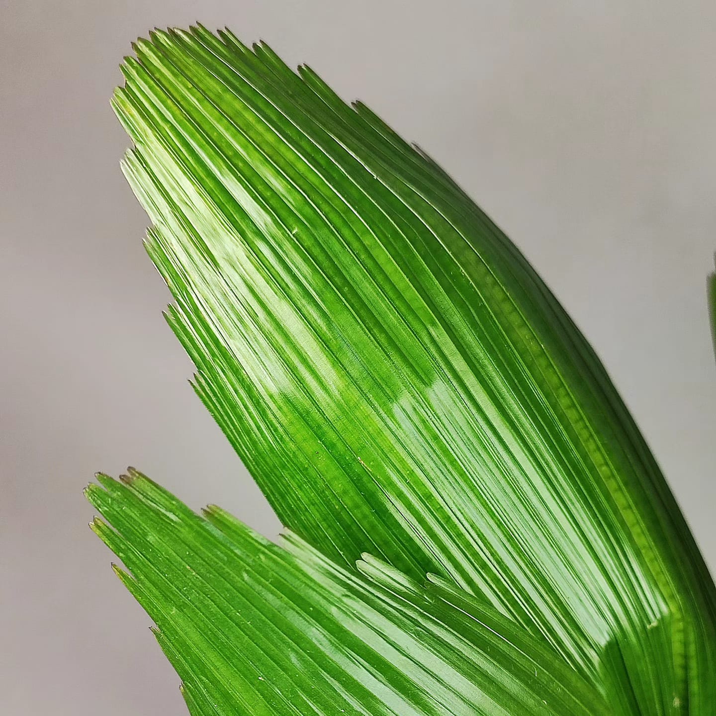 Licuala grandis. Palma paprsčitá