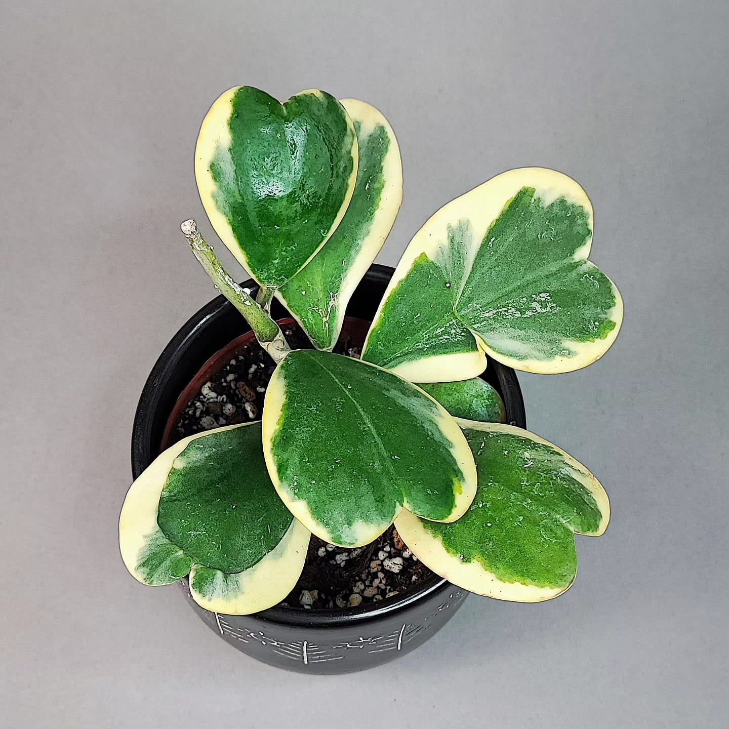 Hoya kerrii Albomarginata