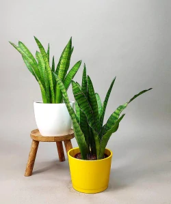 Sansevieria zeylanica Greenline