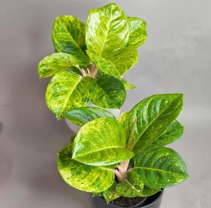 Aglaonema commutatum Apple fantasy