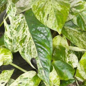 Epipremnum pinnatum Marble Variegata