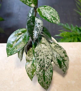 Hoya carnosa silver splash