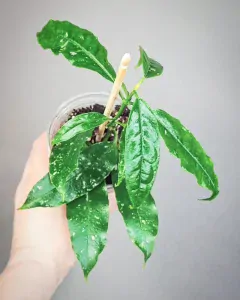 Hoya lockii