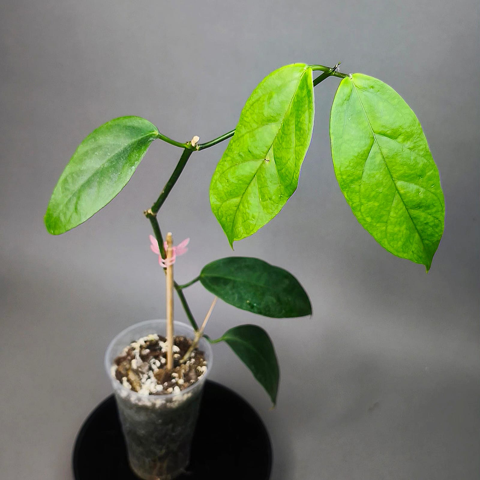 Hoya Coriacea