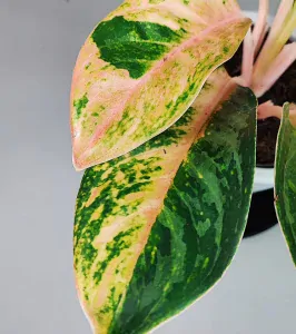 Aglaonema Moro Ninja