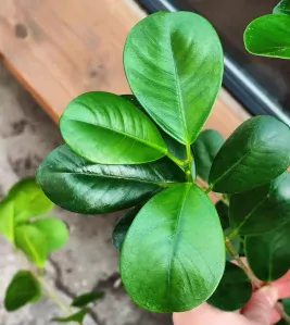 Ficus microcarpa Moclame