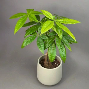 Pachira aquatica