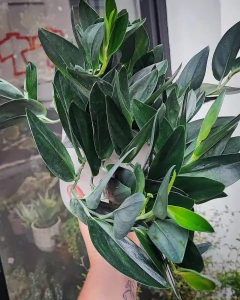 Scindapsus treubi Dark Form