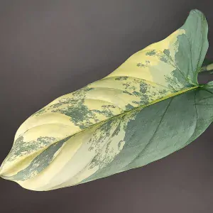 Philodendron Hastatum variegata řízek k zakořenění