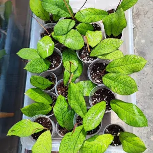 Hoya sp. Sabah EPC-961