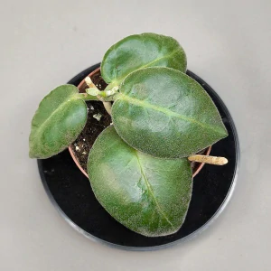 Hoya Calycina Stargazer.