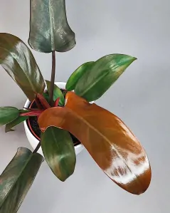 Philodendron Florida Bronze