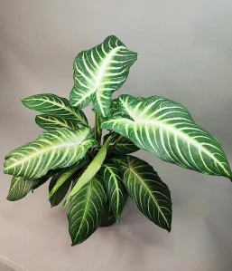 Xanthosoma lindenii