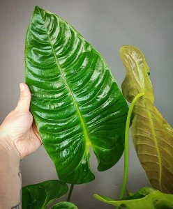 Anthurium veitchii