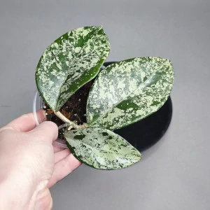 Hoya carnosa Freckles