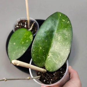 Hoya vitellina splash