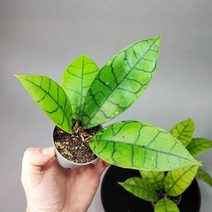 Hoya Callistophylla
