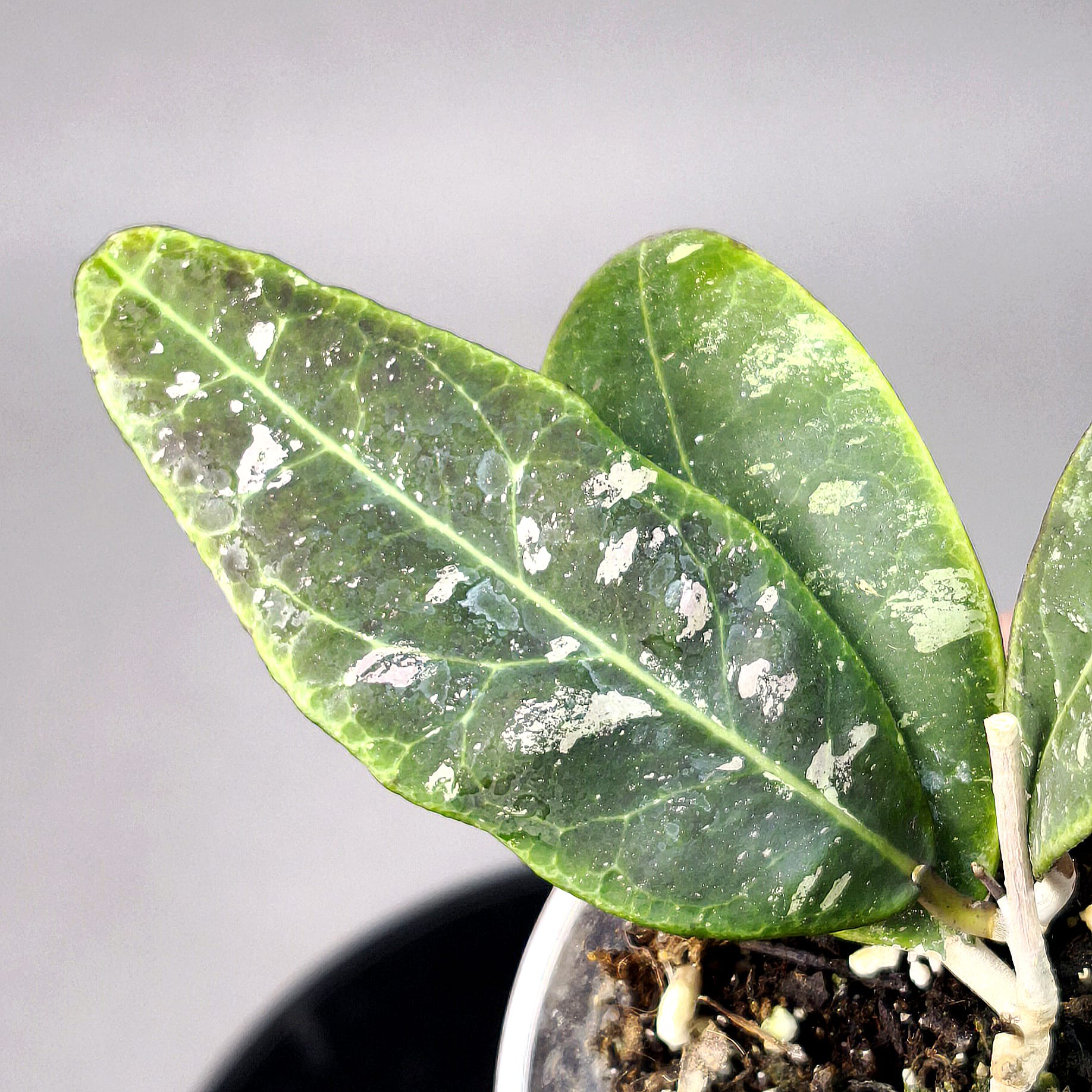 Hoya rintzii Borneo