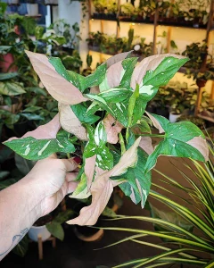 Syngonium Red Spot Tricolor