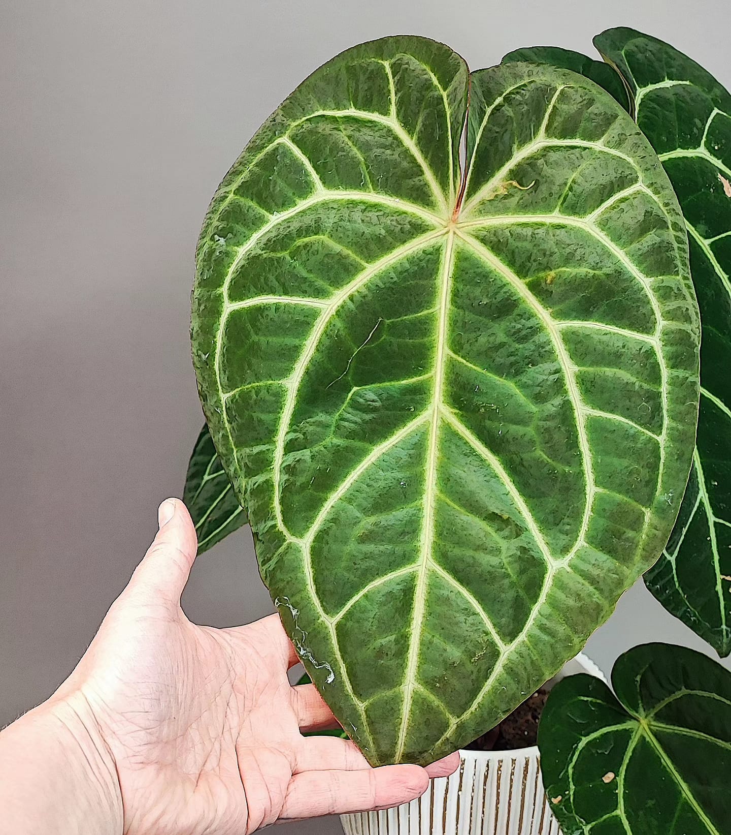 Anthurium Regale x Crystallinum XL