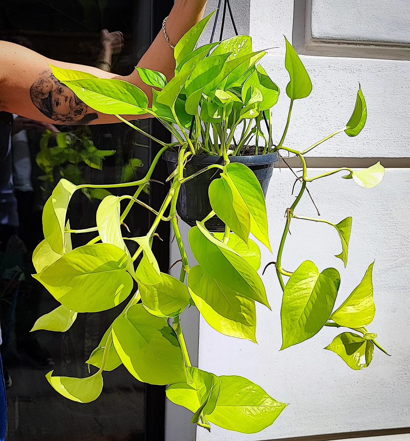 Epiprrmnum aureum Neon XL