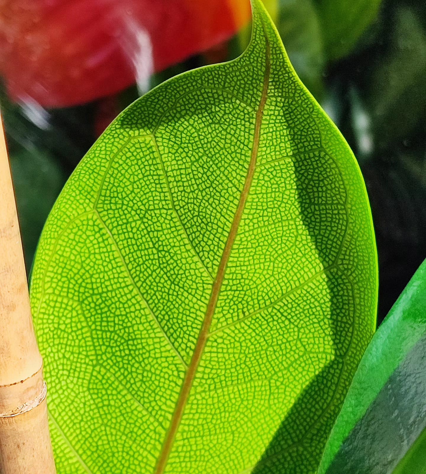 Ficus cyathistipula