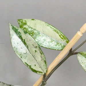 Hoya carnosa Wilbur Graves China