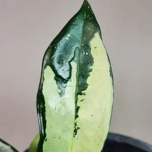 Hoya AH  074 Clone 1