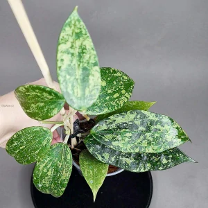 Hoya sp. Rangsan