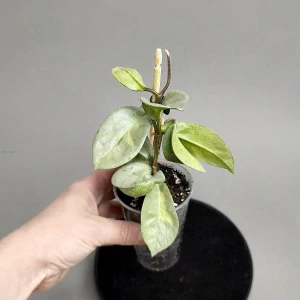 Hoya carnosa Argentea Princess