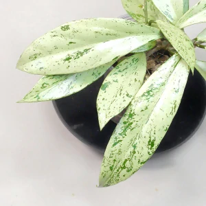 Hoya pubicalyx 'Silver Pink Ghost'