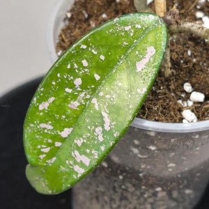 Hoya Dapple Gray