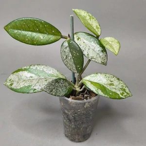 Hoya Dapple Gray