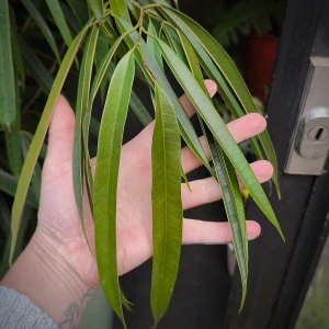 Ficus binnendijkii Alii XL