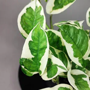 Epipremnum aureum  N Joy