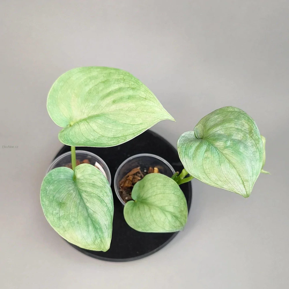 Scindapsus pictus Silver Hero