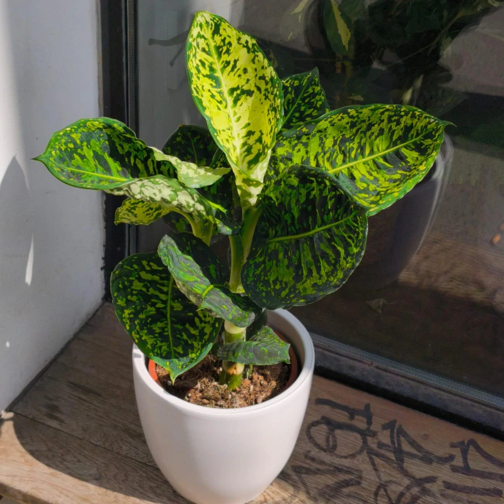 Diefenbachia Reflektor 