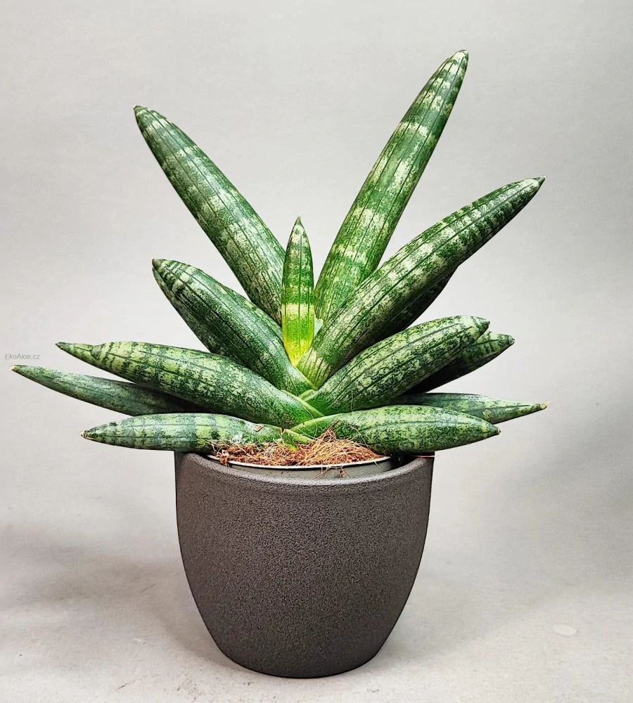 Sansevieria cylindrica Boncel