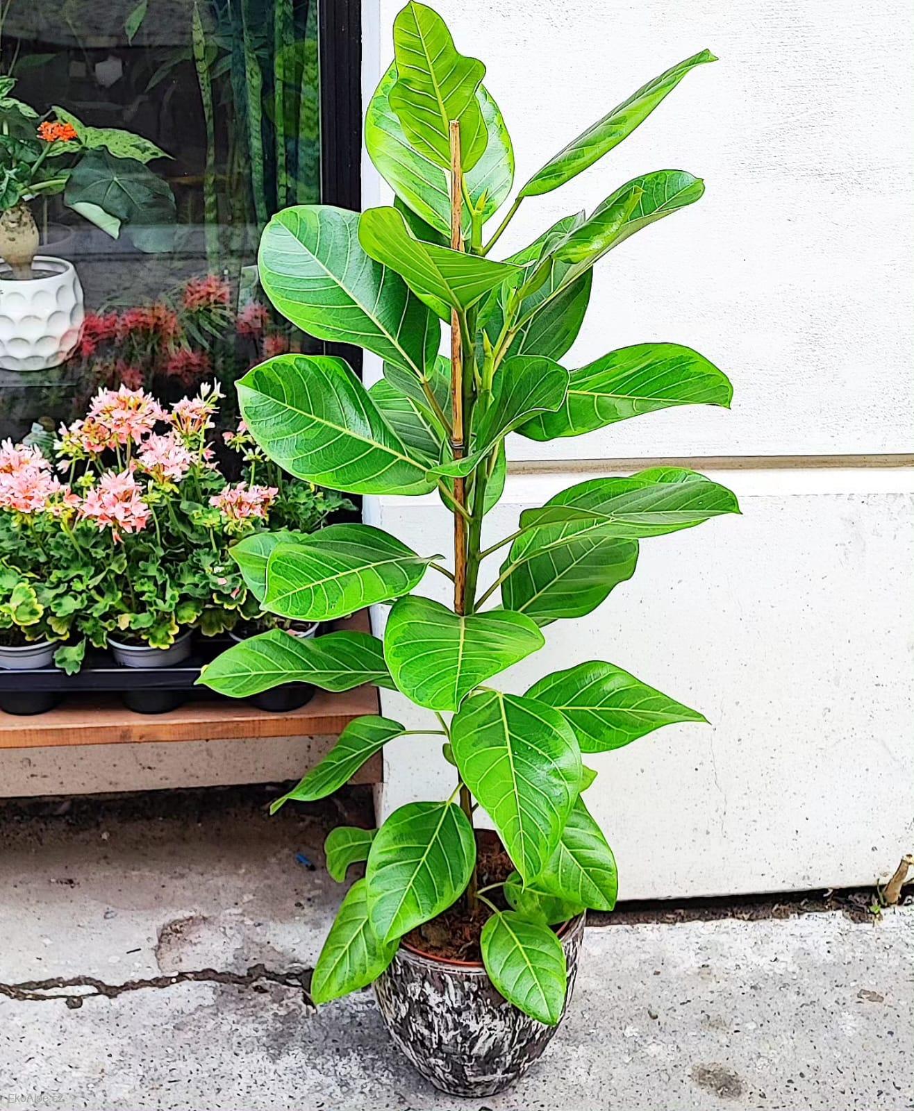 Ficus Altissima variegata XL