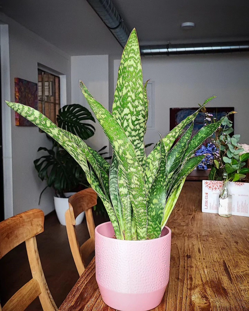 Sansevieria Jaboa